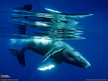 クジラ、動物、ナショナルジオグラフィック、 HDデスクトップの壁紙 HD wallpaper