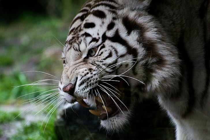 เสือขาวหน้าฟันเสือขาวเขี้ยวแมว, วอลล์เปเปอร์ HD
