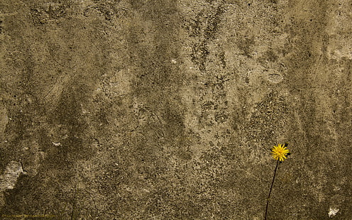 gul maskrosblomma, betong, vägg, blomma, bakgrund, konsistens, HD tapet HD wallpaper