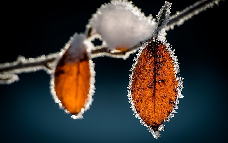 zwei orange Blätter, Blätter, Frost, Makro, Natur, Eis, HD-Hintergrundbild