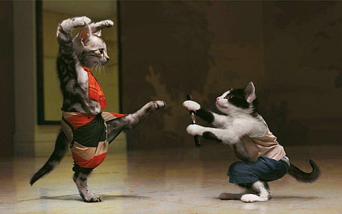 Funny Karate Cat, foto di gatto kung-fu, divertente, karate, Sfondo HD HD wallpaper