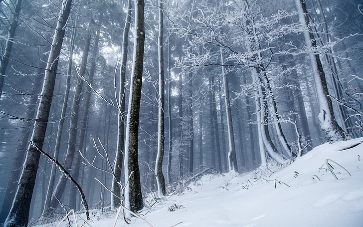 musim dingin, es, salju, hutan, alam, pohon, Wallpaper HD