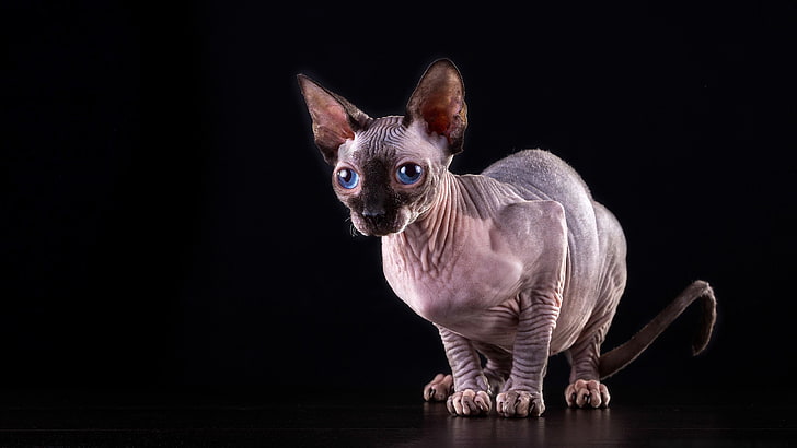 blue eyes, big ears, cat, sphynx cat, hairless cat, sphynx, mammal, HD wallpaper
