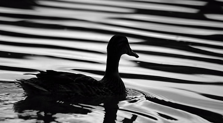 Black Duck, goose on water, Black and White, Waves, Lake, Artistic, Italy, Duck, Ostia, HD wallpaper