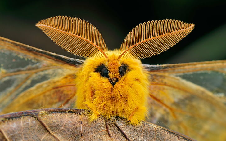 Animal, Mariposa, Mariposa Seda Guinchando, HD papel de parede