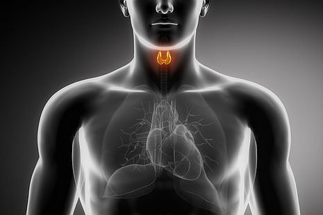 jantung, paru-paru, organ, tiroid, Wallpaper HD HD wallpaper