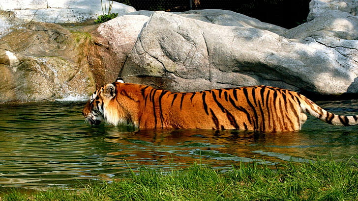Swiming_tiger, harimau, aliran, alam, berenang, binatang, Wallpaper HD