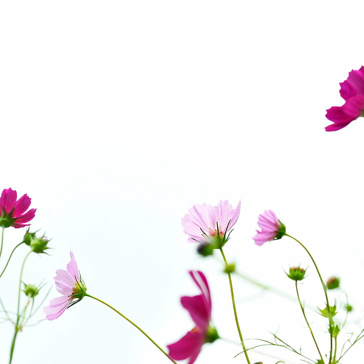 fiori rosa sotto il cielo bianco, iPad, campione, rosa, fiori, cieli bianchi, natura, fiore, pianta, colore rosa, estate, cosmo fiore, primavera, Sfondo HD