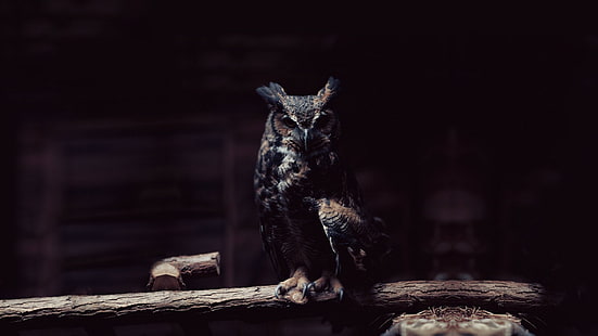 black and brown owl, owl, dark, birds, HD wallpaper HD wallpaper