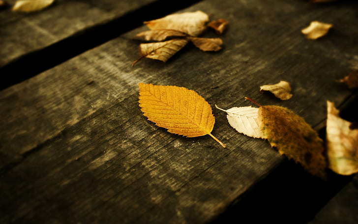 leaves, wood, macro, fallen leaves, fall, brown, HD wallpaper