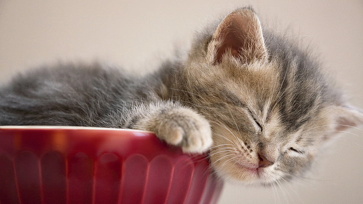 silver kitten, kitten, tabby, sleepy, cute, HD wallpaper