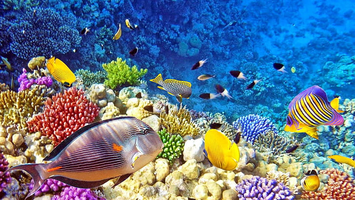 라자 Ampat 수중 사진 열대 다채로운 물고기 산호 산호초 바탕 화면 Hd 벽지 1920 × 1080, HD 배경 화면