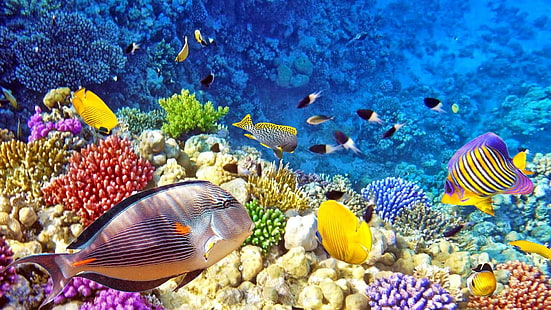 صور رجا أمبات تحت الماء أسماك ملونة استوائية شعاب مرجانية خلفية عالية الدقة لسطح المكتب 1920 × 1080، خلفية HD HD wallpaper