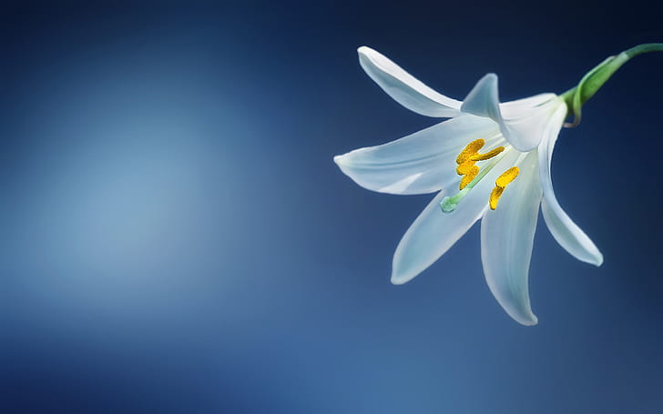 Lilium Candidum Flower With White Petals Blue Wallpaper Hd 3840×2400, HD wallpaper