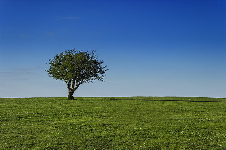 зеленое дерево, поле, небо, дерево, трава, крона, солнечно, HD обои