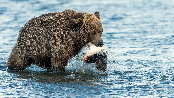 クマが魚を捕まえた、 HDデスクトップの壁紙