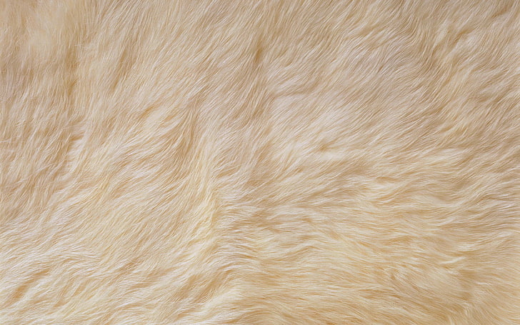 HD fur wallpapers  Peakpx