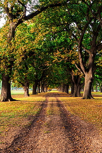 пейзаж, осень, природа, грунтовая дорога, вертикаль, деревья, HD обои HD wallpaper