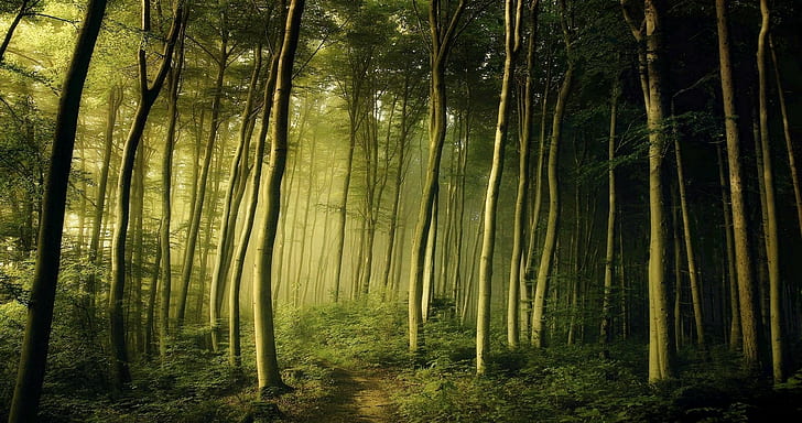 природа пейзаж пролет мъгла гора изгрев храсти зелена пътека сутрин дървета приказка, HD тапет