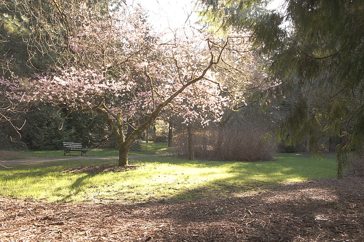 rosa körsbärsblom, Seattle, körsbärsblom, träd, blommor, HD tapet