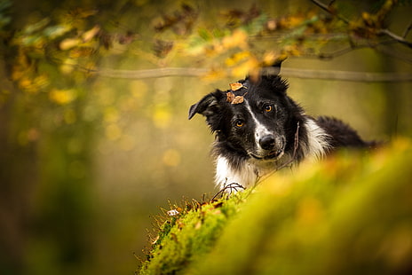 jesień, spojrzenie, natura, tło, pies, border collie, Tapety HD HD wallpaper