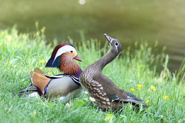 two multicolored mandarin ducks, grass, duck, female, male, Mandarin, HD wallpaper