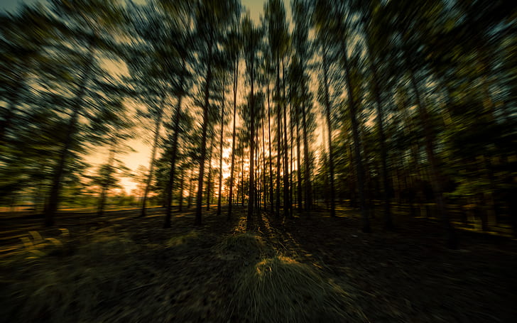 Trees Forest Sunset Motion Blur HD, nature, trees, sunset, forest, blur, motion, HD wallpaper