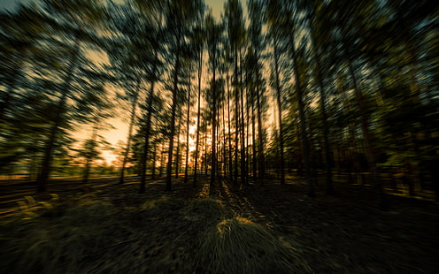 Trees Forest Sunset Motion Blur HD, nature, trees, sunset, forest, blur, motion, HD wallpaper HD wallpaper