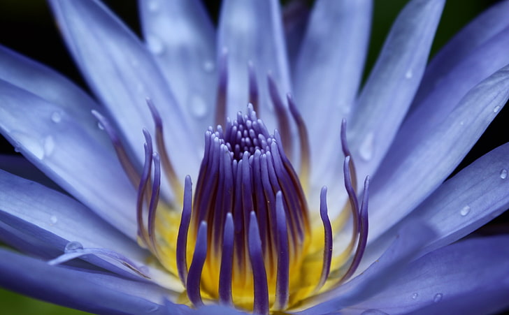 Blue Water Lily Close-up, Aero, Macro, Flower, Purple, Yellow, Western, Water, droplets, waterlily, Fiji, singatoka, HD wallpaper