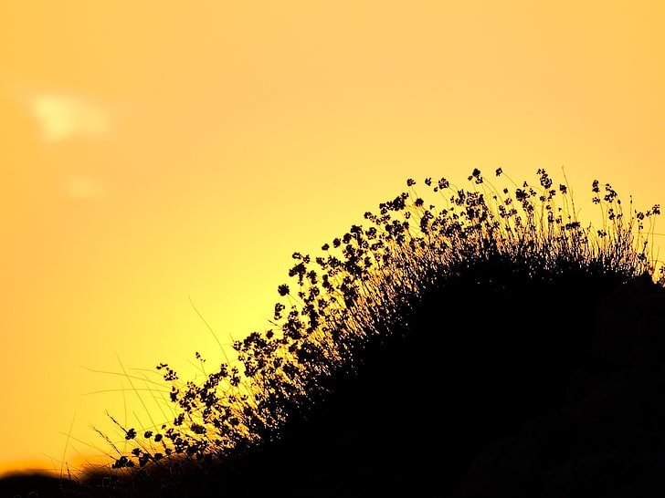 صورة ظلية بتلات الزهور ، والطبيعة ، والصورة الظلية، خلفية HD