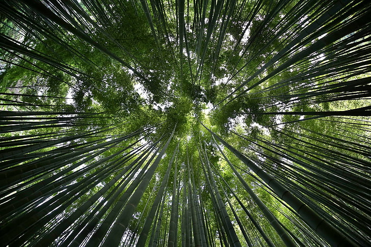 green forest, bamboo, Japan, Canon EOS 6D, HD wallpaper