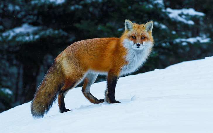 white and brown fox, animals, nature, fox, wildlife, snow, HD wallpaper