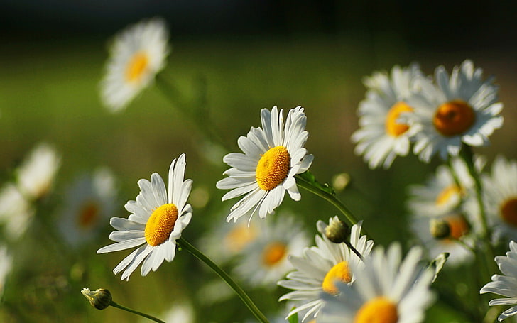 dua bunga daisy putih, putih, bunga, bunga, kuning, alam, hijau, latar belakang, layar lebar, Wallpaper, chamomile, Daisy, layar penuh, wallpaper HD, layar penuh, Wallpaper HD