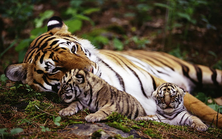 взрослый тигр возле двух детенышей, лежащих на растениях, тигр, животные, птенцы, природа, большие кошки, HD обои