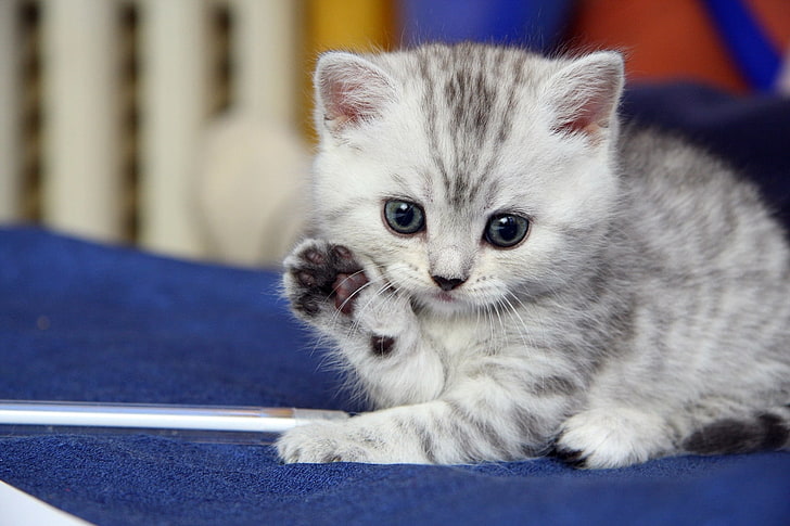 short-fur gray and white kitten, kitten, gray, white, striped, HD wallpaper