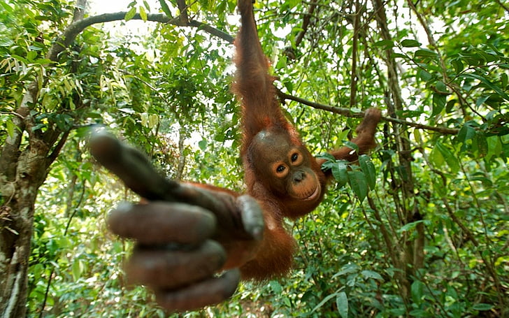 Apor, orangutang, HD tapet