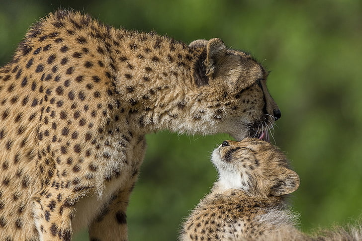 cheetahs, big cats, baby, licking, wild, predator, Animal, HD wallpaper