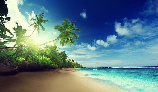 Palm trees on paradise, beach illustration, tropical, paradise, beach, coast, Sea, blue, emerald, Ocean, palm, summer, sand, vacation, sun, island, palm trees, HD wallpaper HD wallpaper