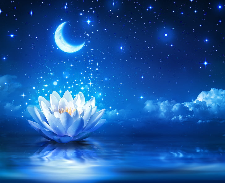 white water lily flower and crescent moon wallpaper, flower, water, lights, Lotus, sparkle, bloom, water lily, HD wallpaper