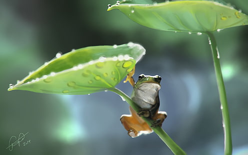 nature, wildlife, animals, frog, drawing, amphibian, HD wallpaper HD wallpaper
