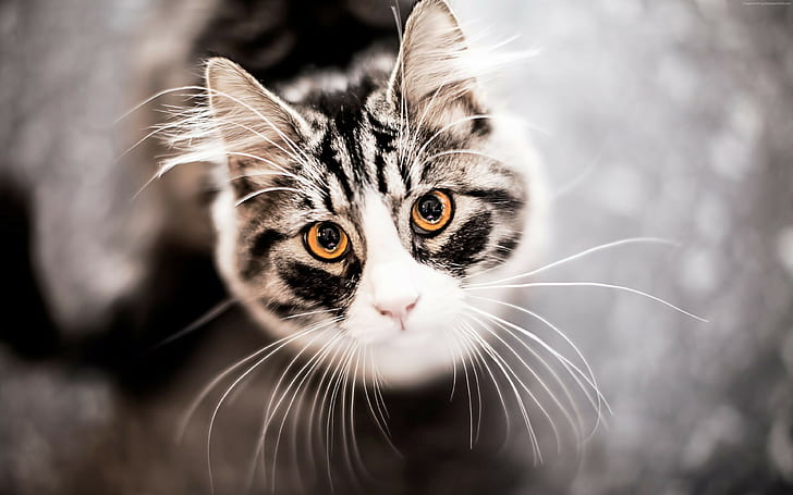 котка, очи, коте, Кити, сладко, сиво, HD тапет