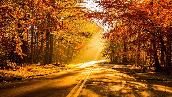 Herbst, 4 K, Herbstlaub, HD-Hintergrundbild