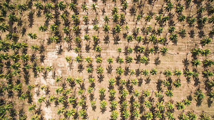 Luftbild, Ansicht von oben, Palmen, HD-Hintergrundbild