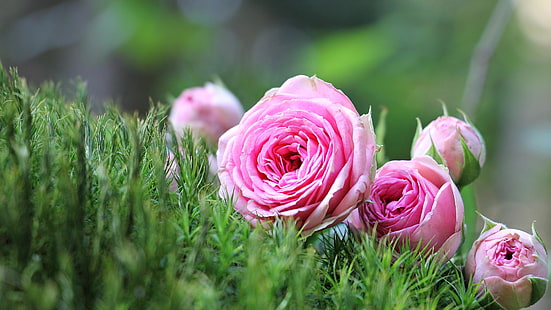Blume, rosa Rose, rosa Blumen, Rose, Gartenrosen, Blüte, Blüte, Abschluss oben, schön, Knospe, HD-Hintergrundbild HD wallpaper