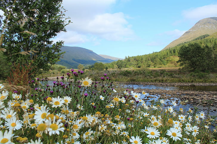 Szkocja, góry, rzeka, trawa, stokrotki, Tapety HD