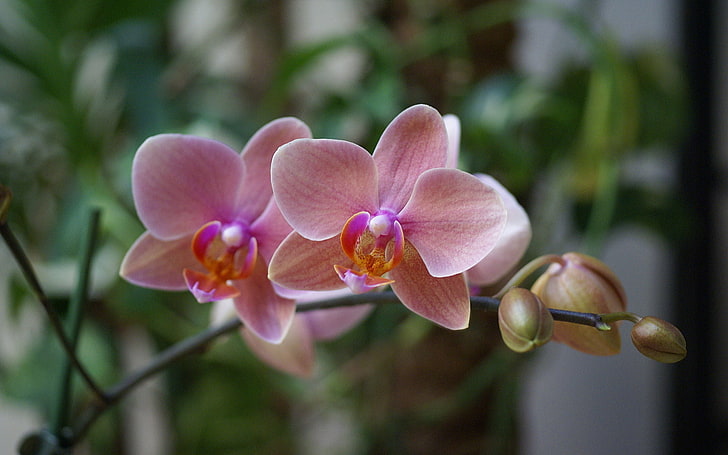 flowers, pink, beauty, exotic, Orchid, blossom, Phalaenopsis, beautiful wallpapers, HD wallpaper