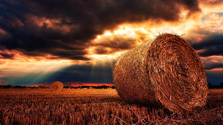bales, harvest, cereals, straw, hay, nature, HD wallpaper