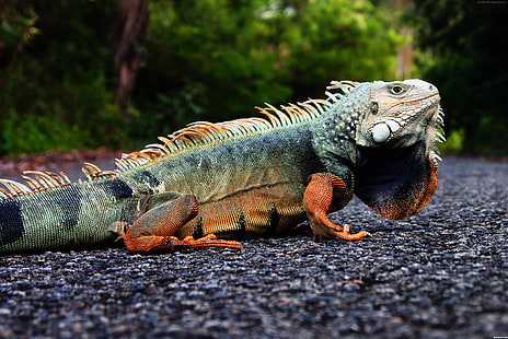 lizard, Puerto Rico, green, reptiles, tourism, nature, animal, Iguana, HD wallpaper HD wallpaper
