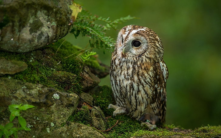 brown owl, owl, bird, predator, grass, sit, hunting, waiting, HD wallpaper