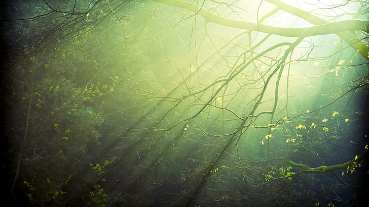 Branches, Nature, Light, Sun Rays, branches, nature, light, sun rays, HD wallpaper